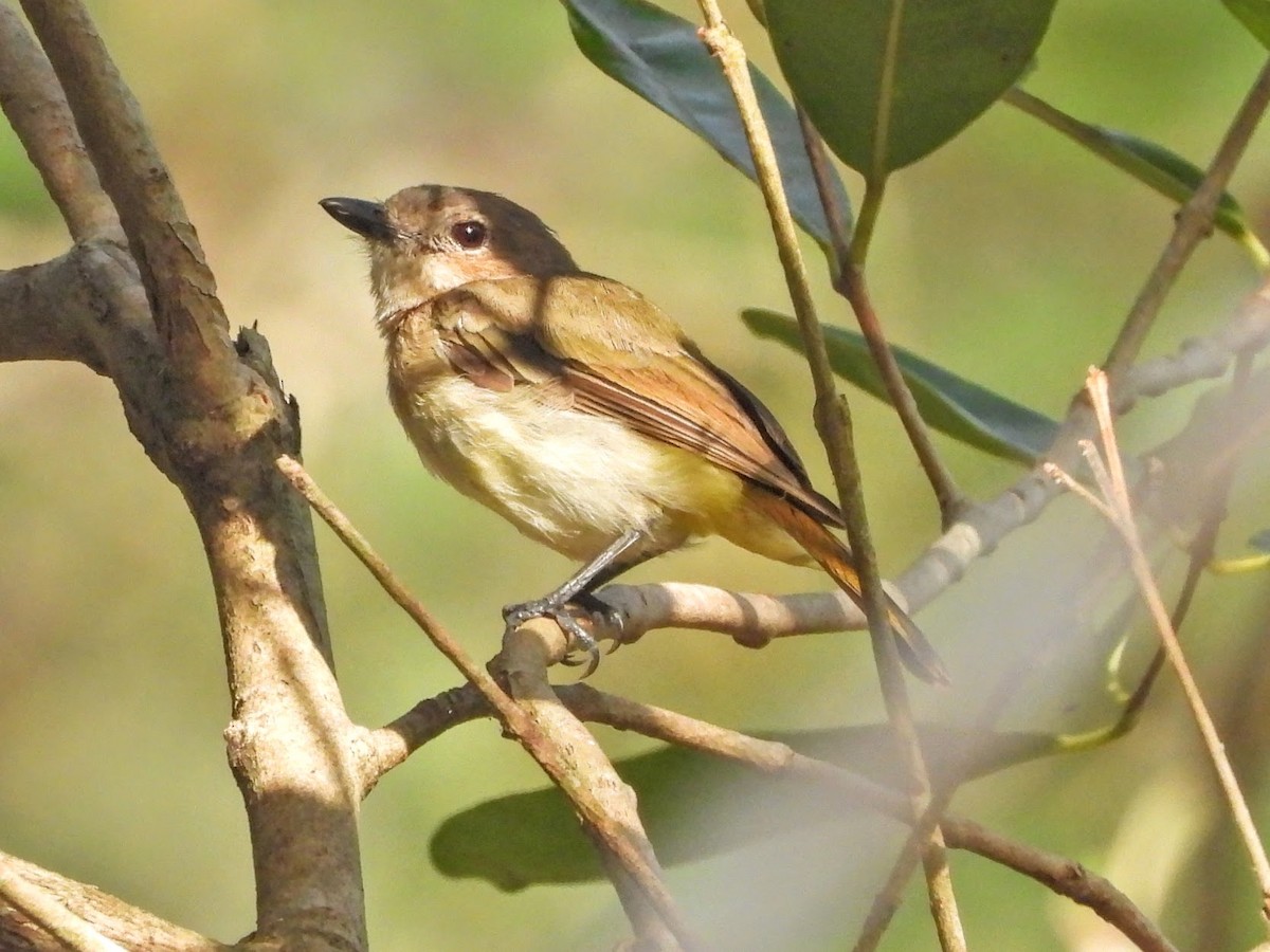 Rusty-breasted Whistler (Rusty-breasted) - Warren Regelmann