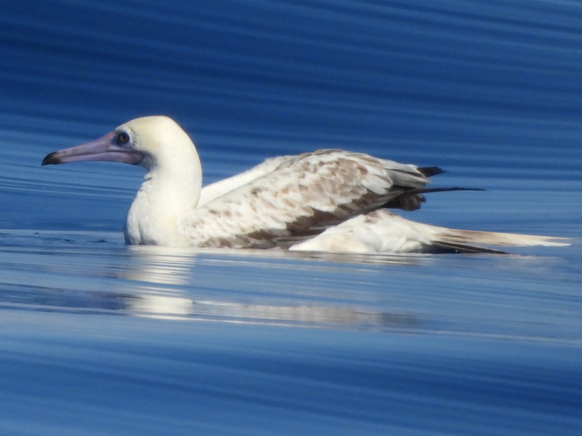 Red-footed Booby - Ron Pozzi