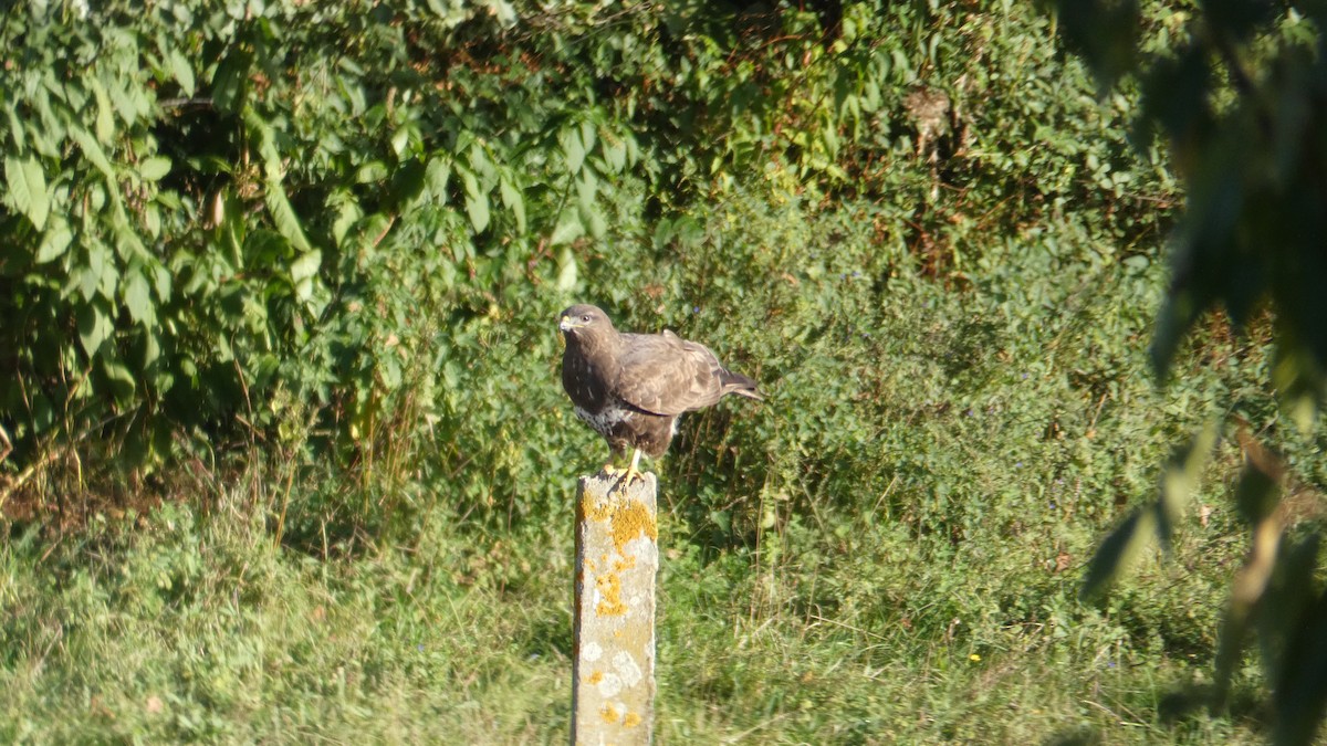 Common Buzzard - ML609641943