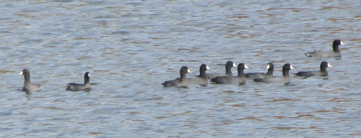 American Coot - ML609641973