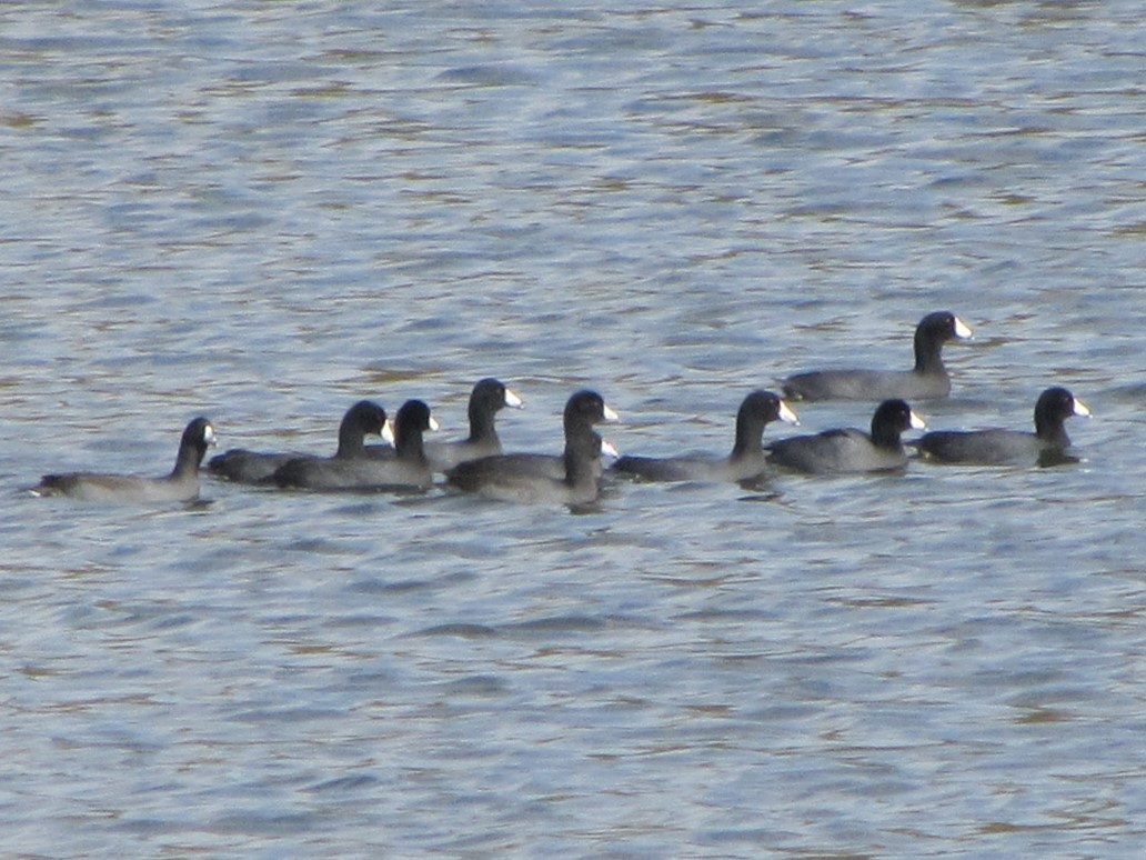 American Coot - ML609641974