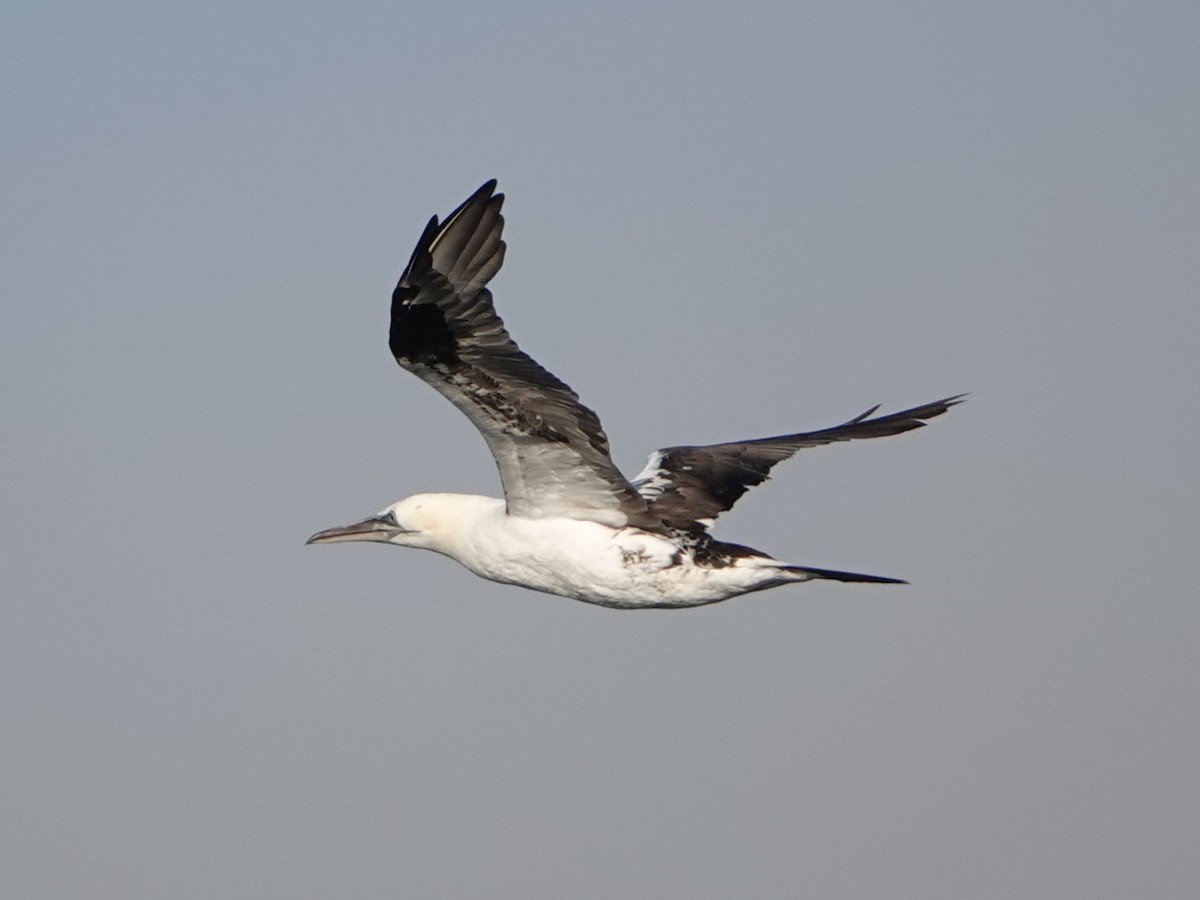 Northern Gannet - ML609642042