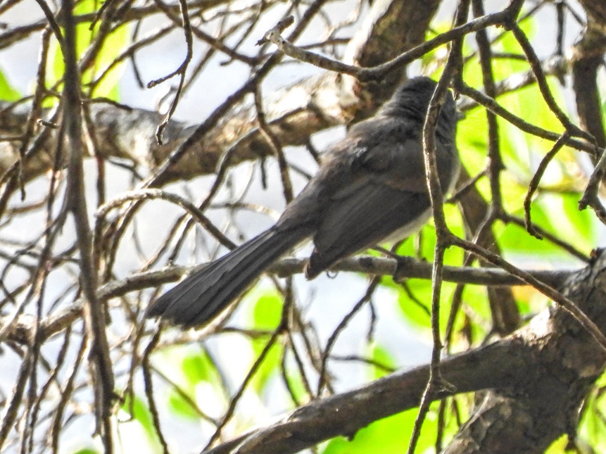 Brown-capped Fantail - ML609642124