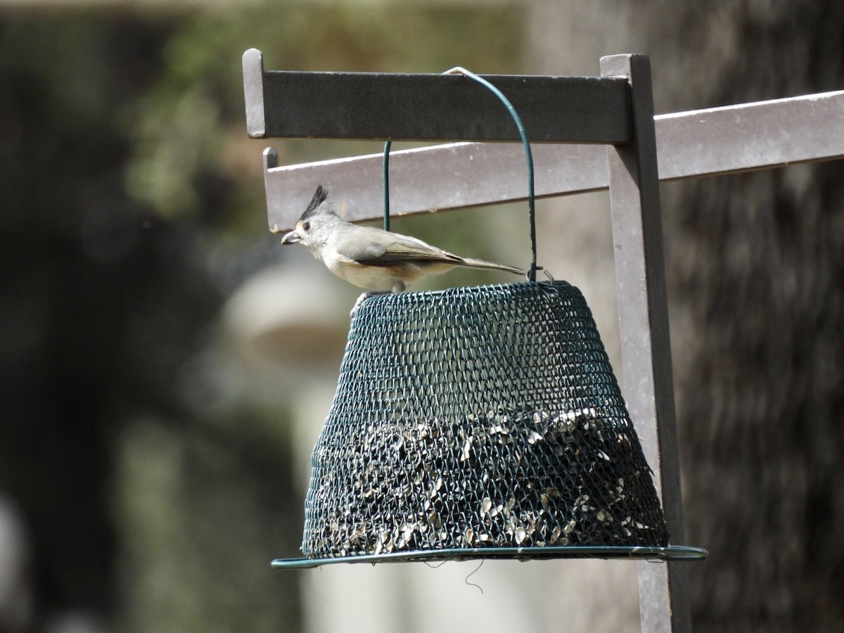 Black-crested Titmouse - ML609642375