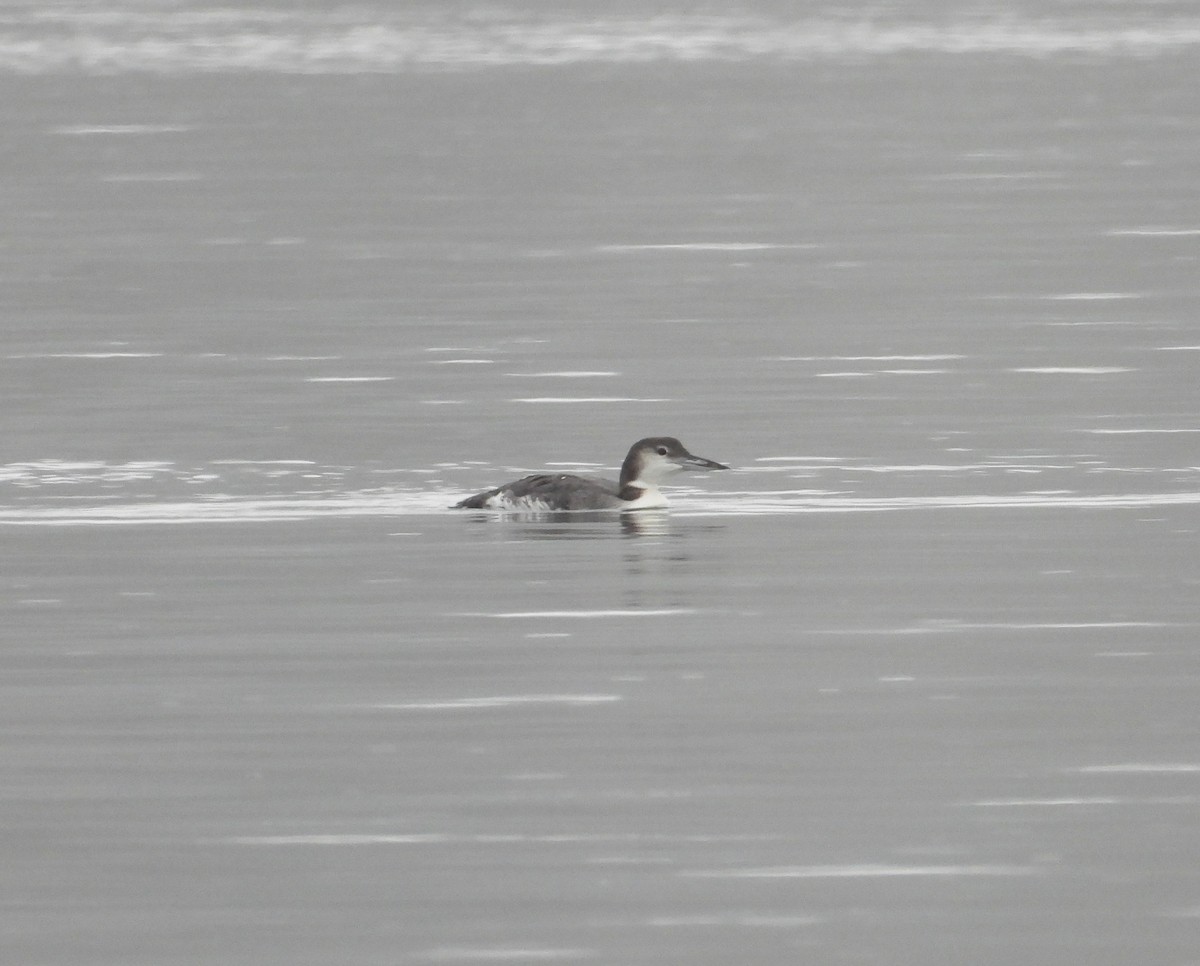 Common Loon - ML609642488