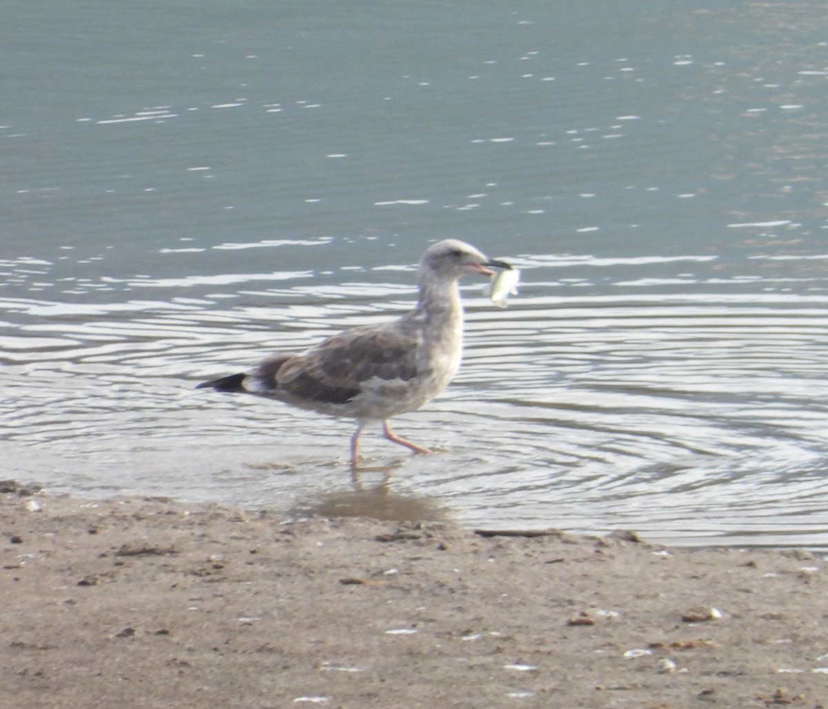 Western Gull - Jeff Miller