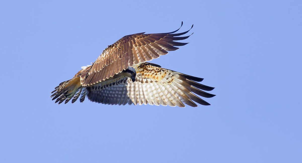 Osprey - Matti Rekilä