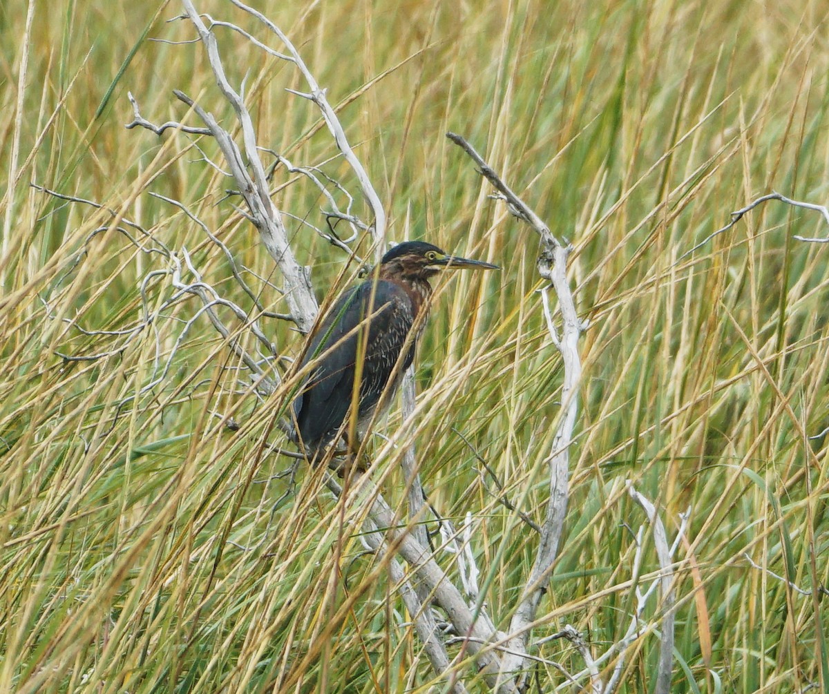 Green Heron - ML609642678