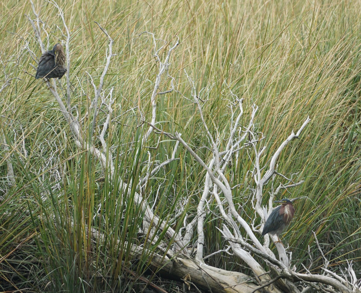 Green Heron - ML609642681