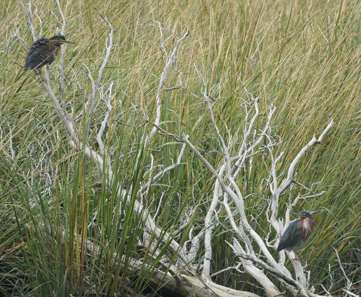 Green Heron - Melody Ragle