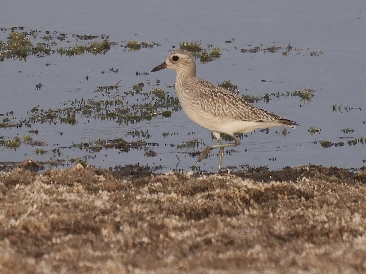 Black-bellied Plover - ML609643028