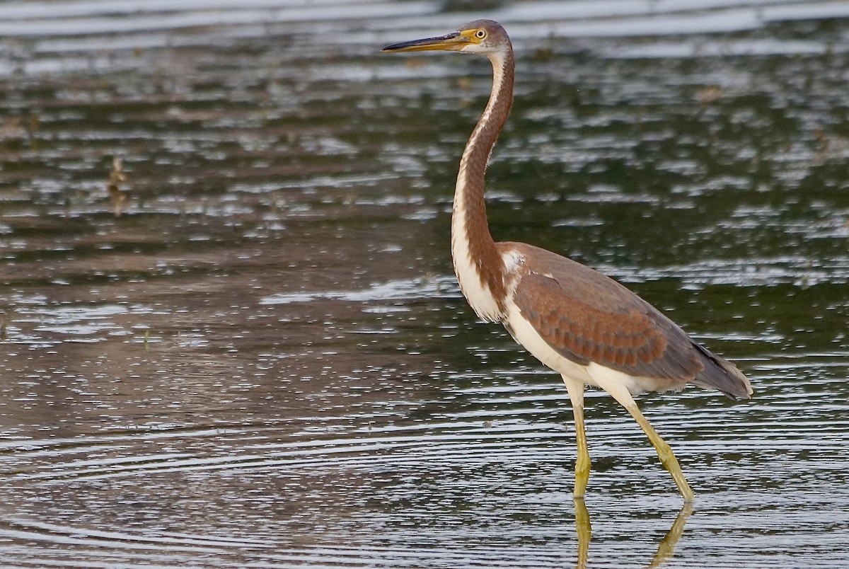 Tricolored Heron - Jeff Osborne