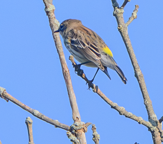 Yellow-rumped Warbler - ML609643126