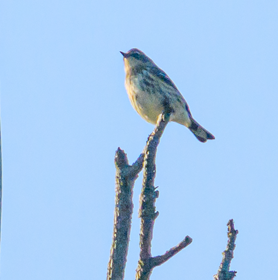 Yellow-rumped Warbler - ML609643127