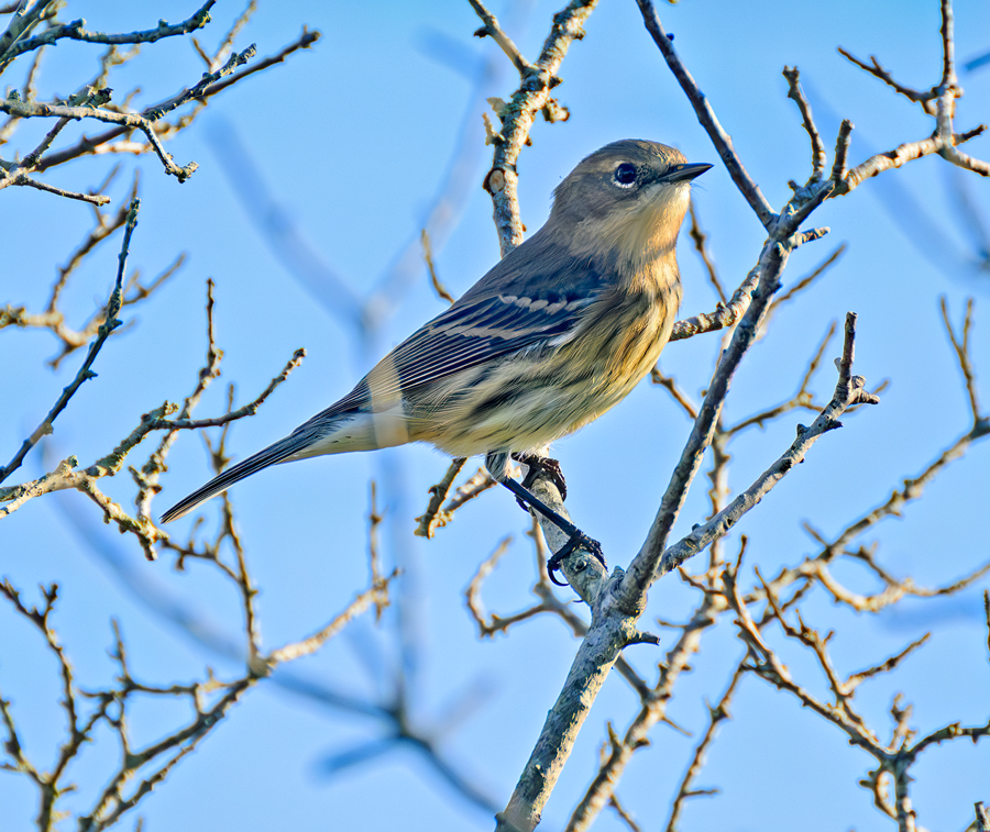 Yellow-rumped Warbler - ML609643128