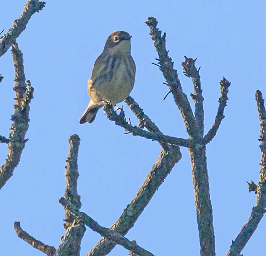 Yellow-rumped Warbler - ML609643129