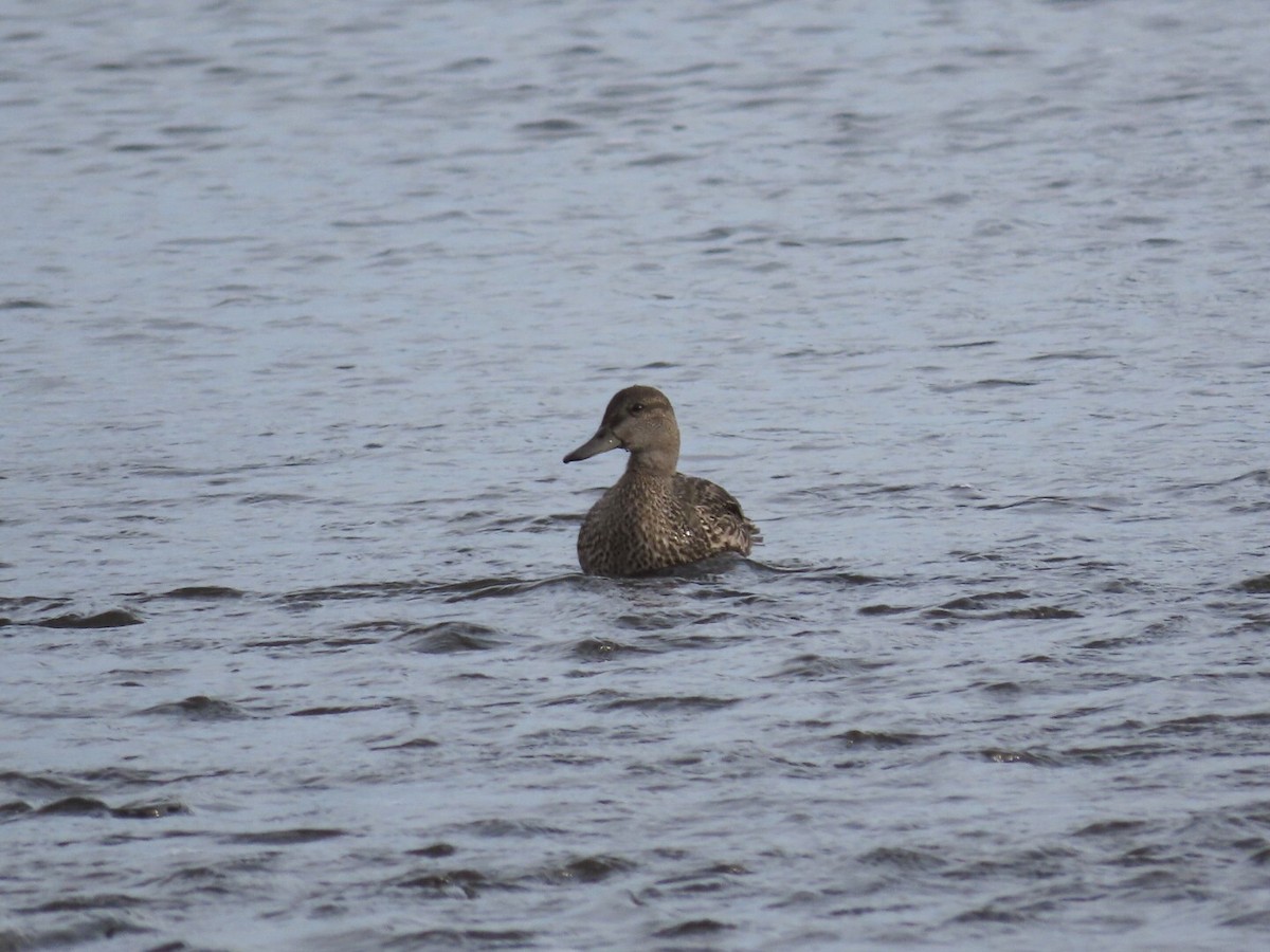 Green-winged Teal - Tania Mohacsi