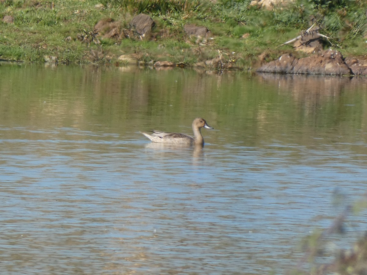 Northern Pintail - Juan jose gonzalez