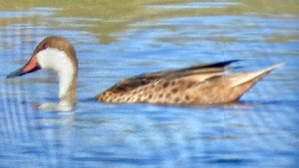 White-cheeked Pintail - ML609643203