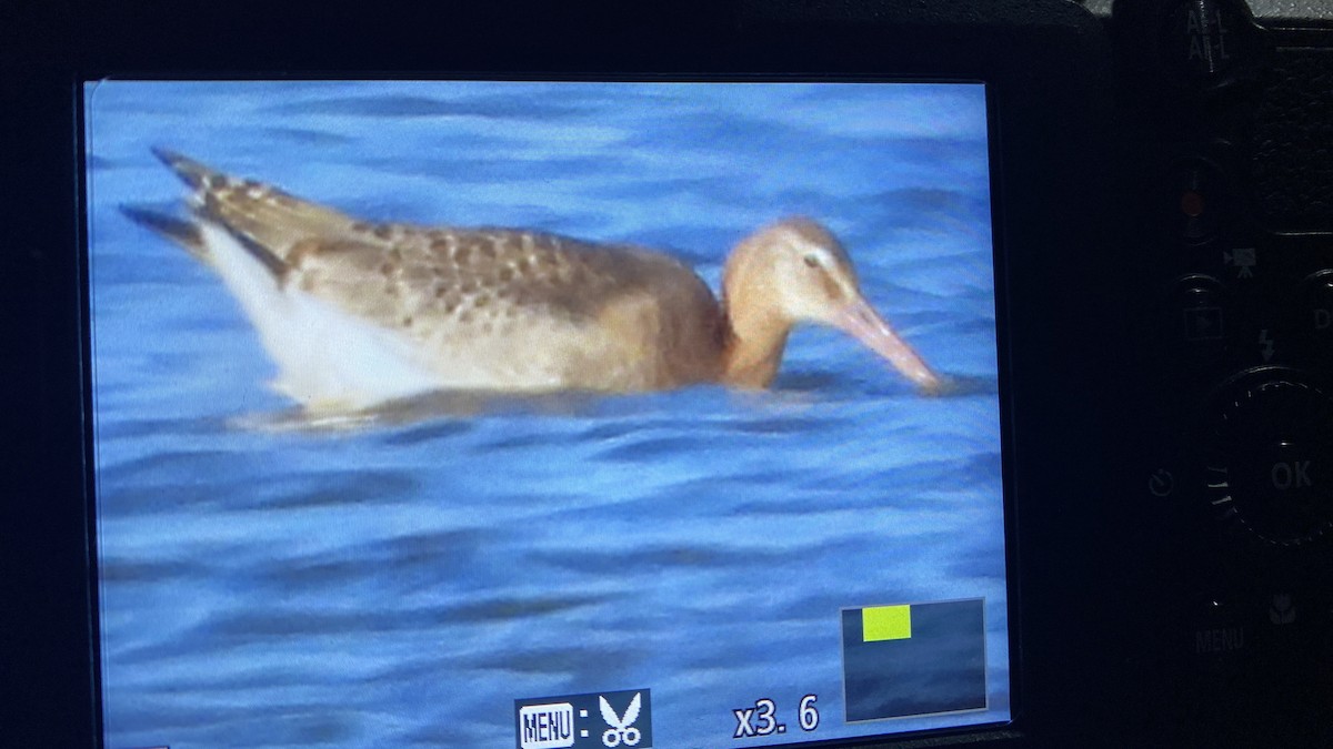 Black-tailed Godwit - ML609643214