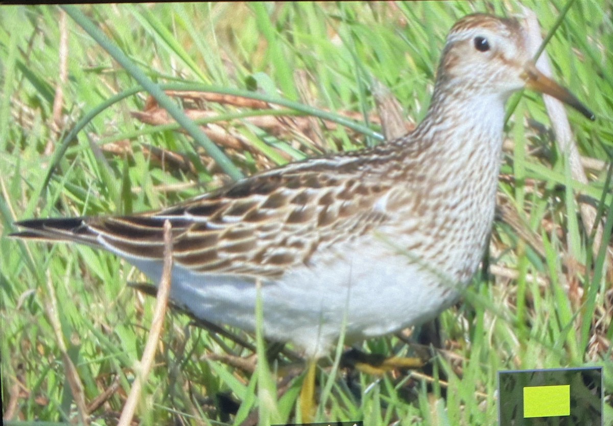 Pectoral Sandpiper - ML609643233