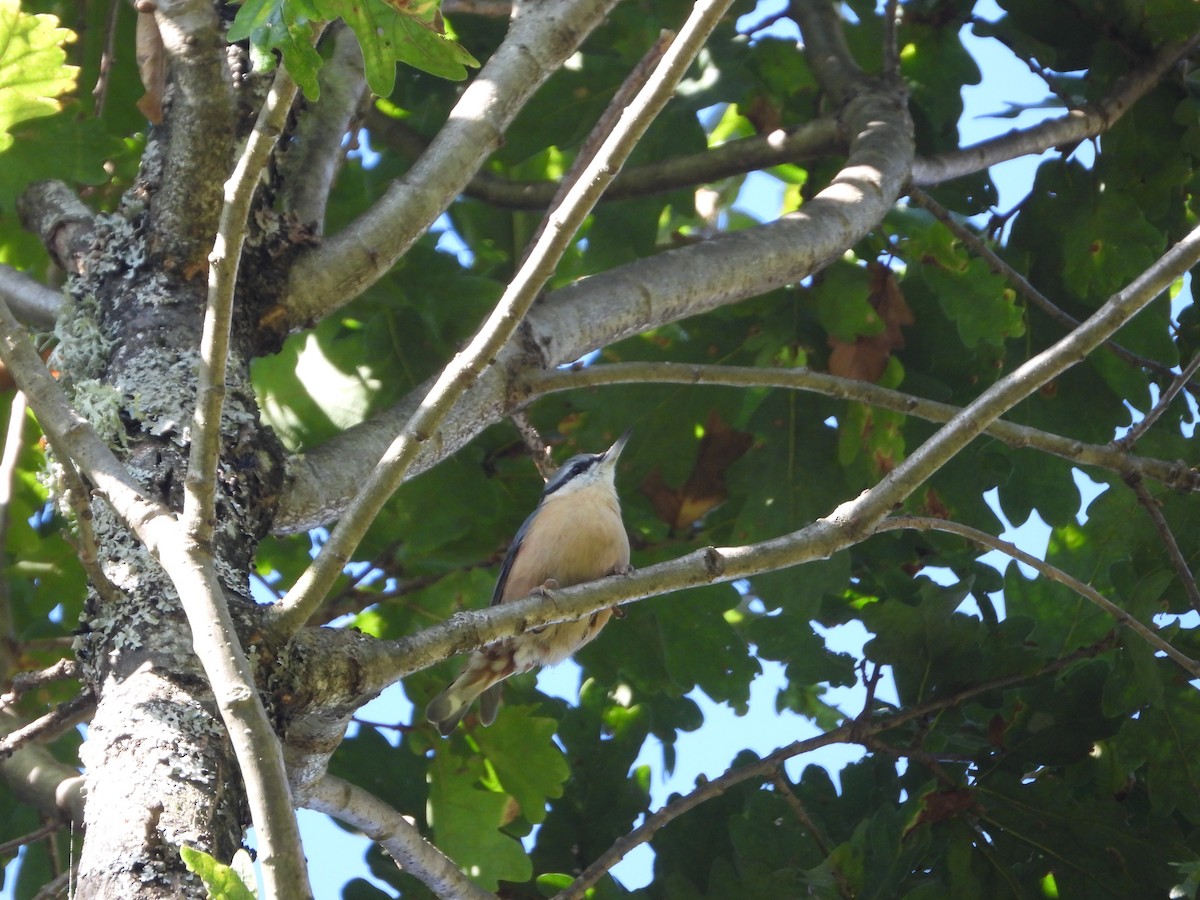 Eurasian Nuthatch - ML609643255