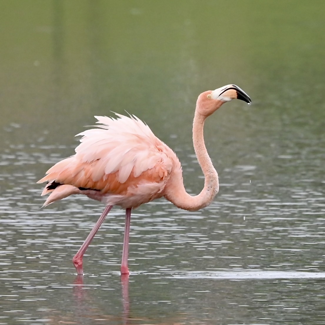 American Flamingo - Joe Wujcik