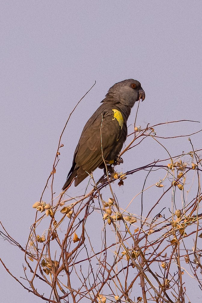 Rüppell's Parrot - ML609643283