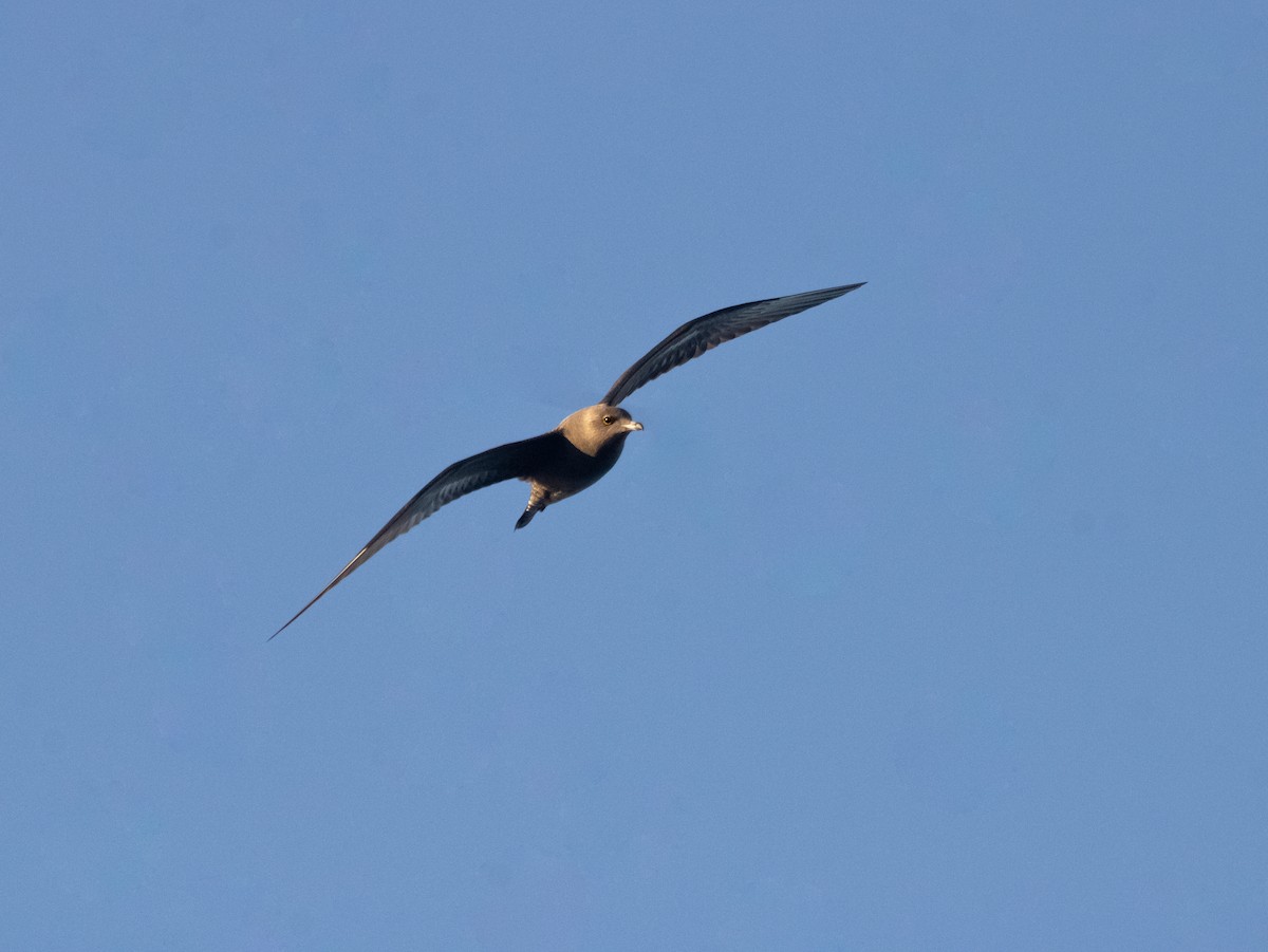 Long-tailed Jaeger - ML609643343