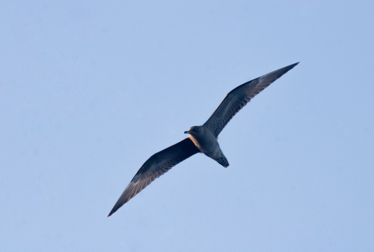 Long-tailed Jaeger - ML609643353