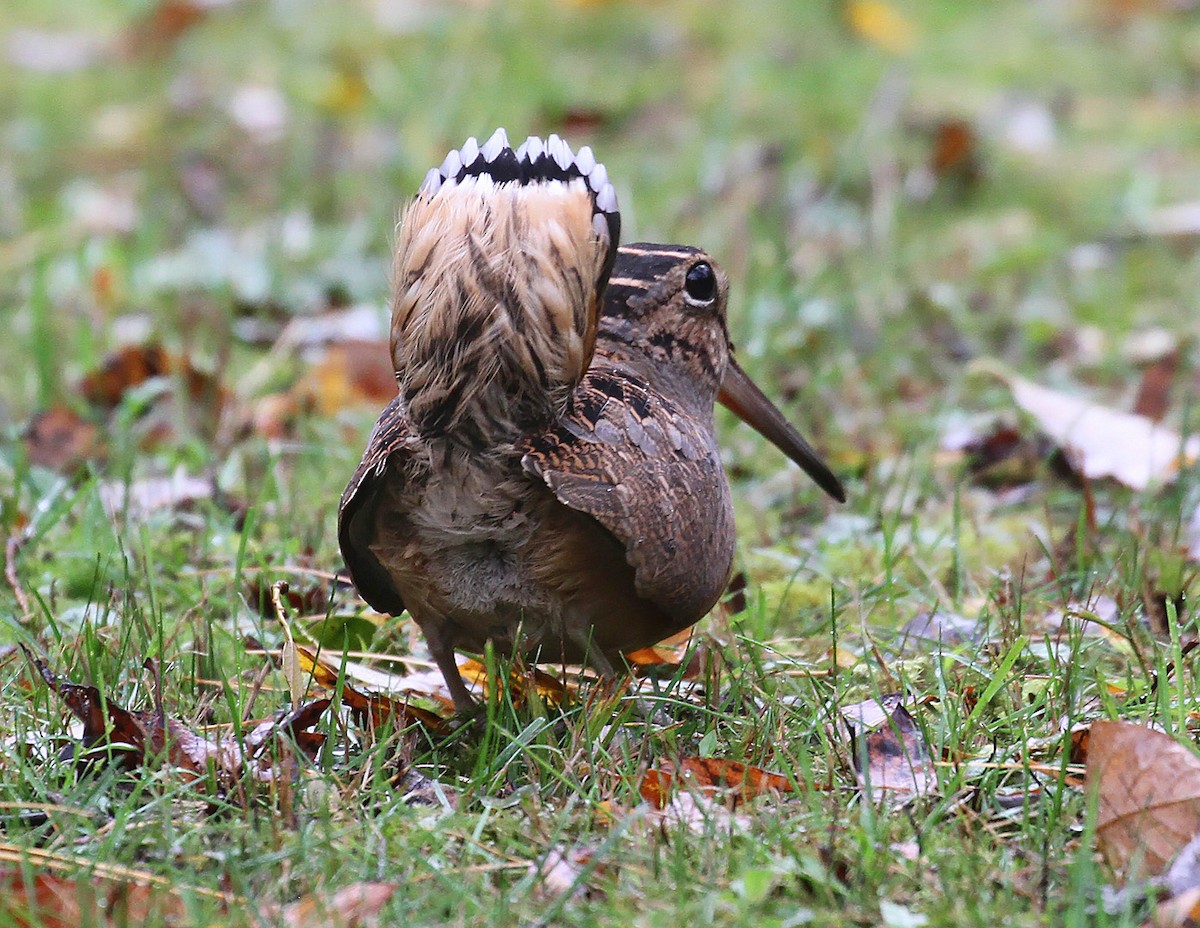 American Woodcock - Ryan Brady