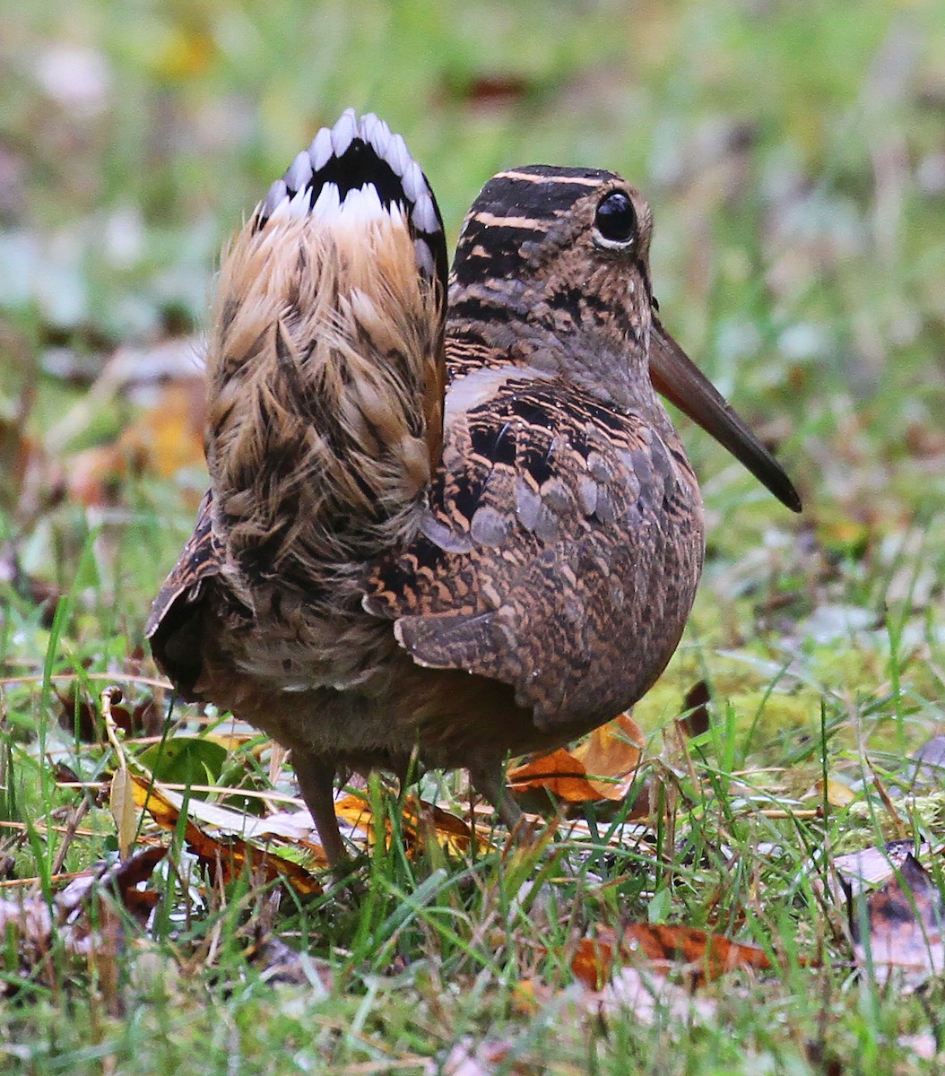 American Woodcock - Ryan Brady