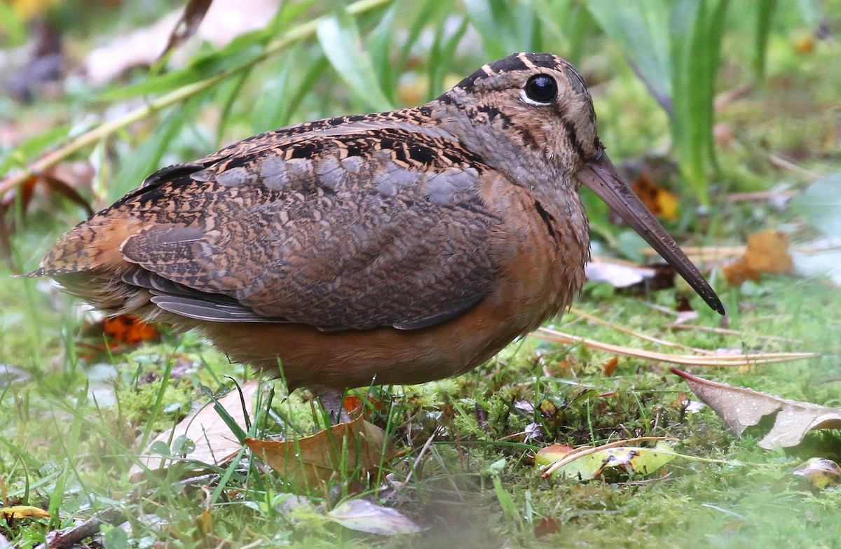 American Woodcock - ML609643358