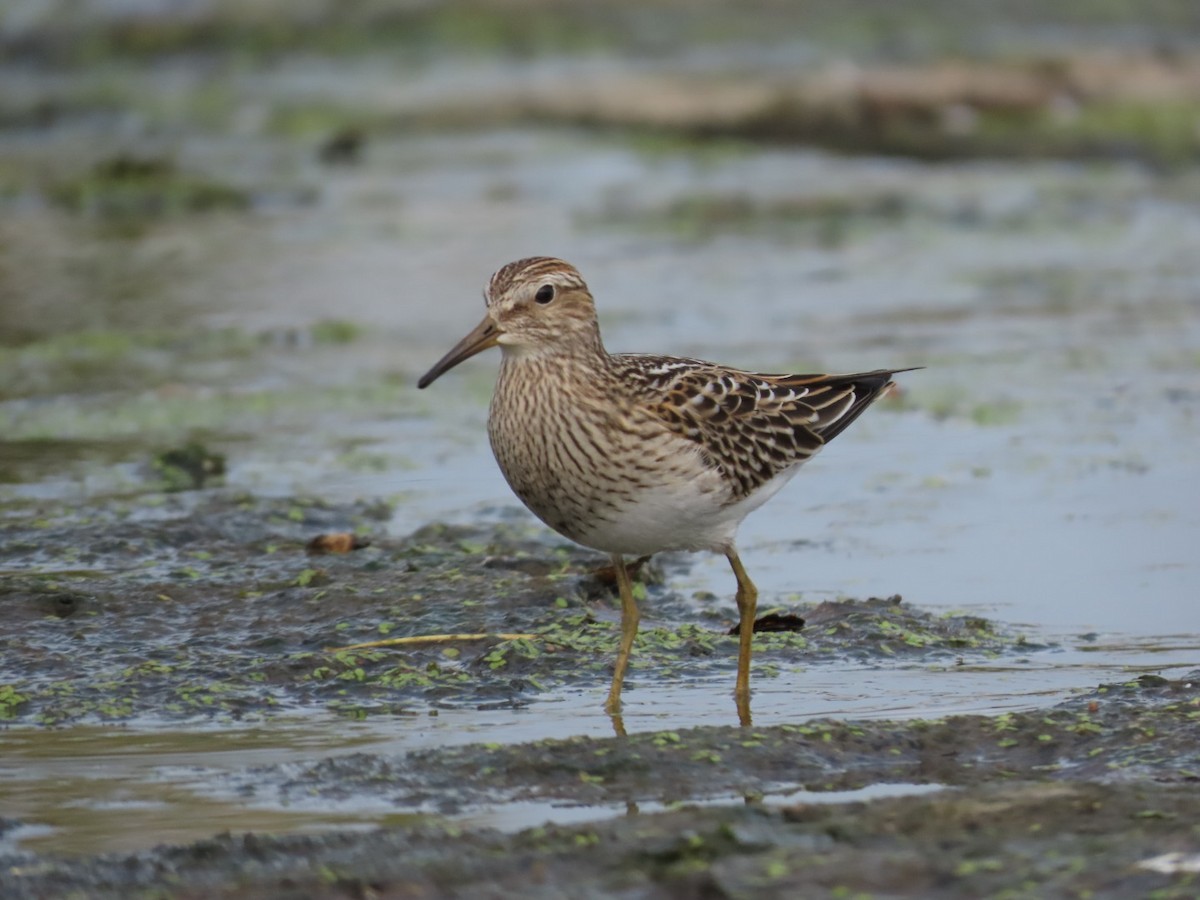 Pectoral Sandpiper - Tania Mohacsi