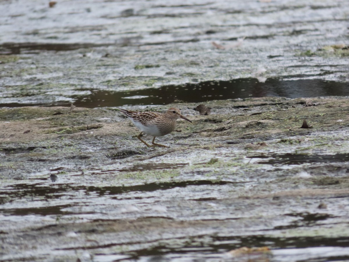 Pectoral Sandpiper - Tania Mohacsi