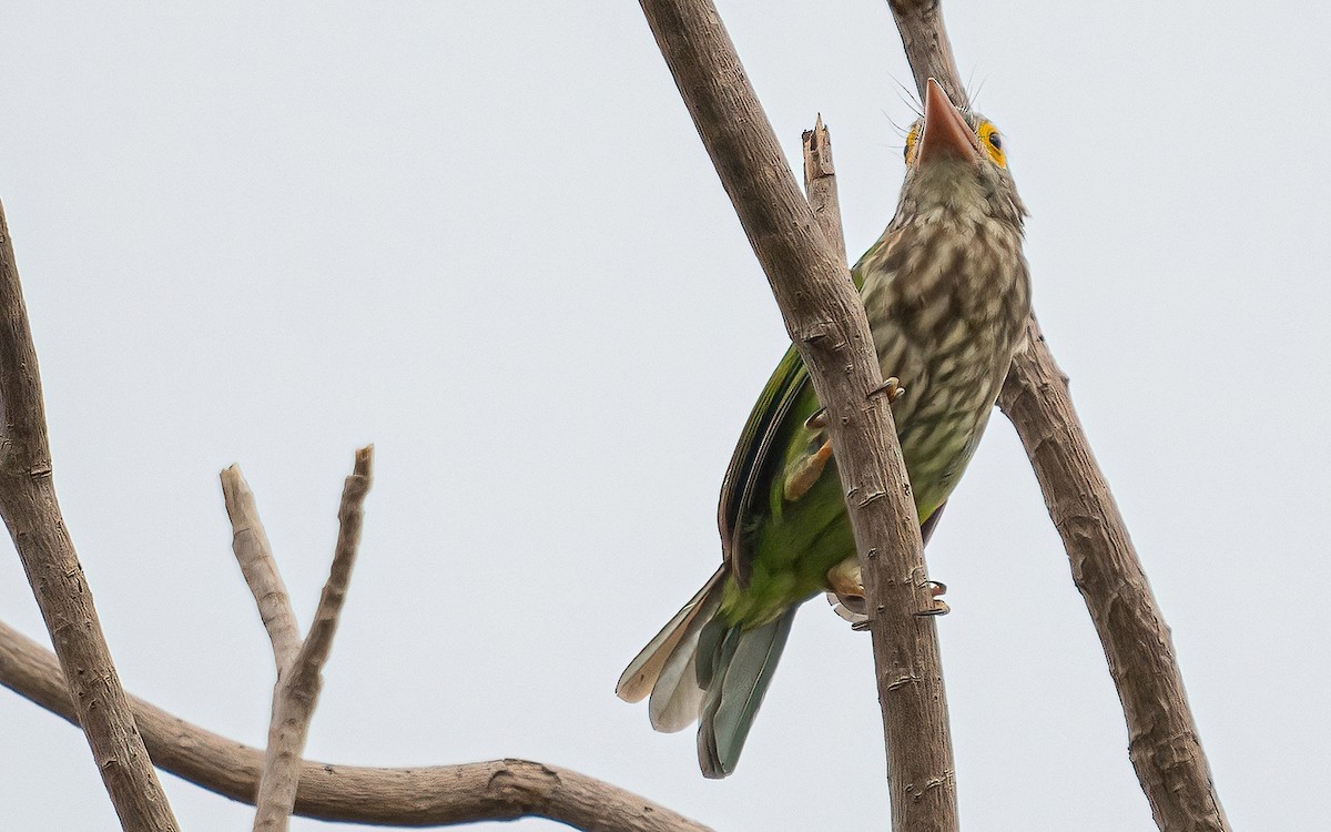 Lineated Barbet - ML609643386