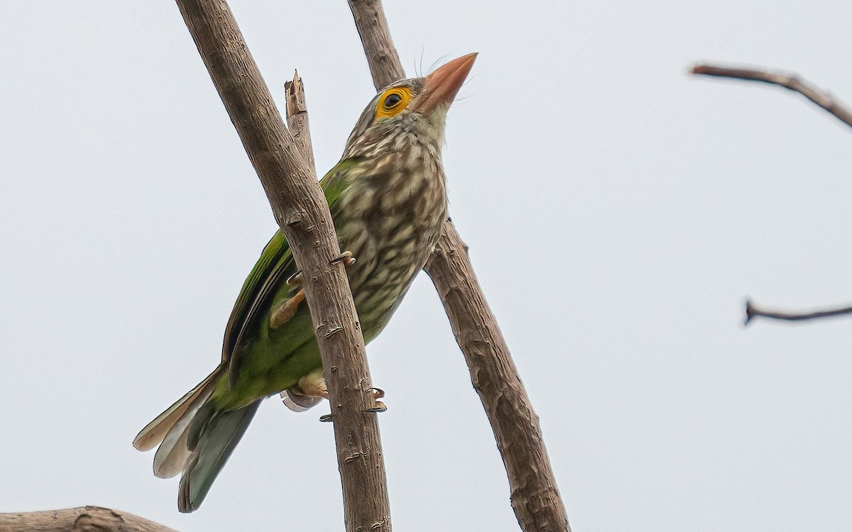 Lineated Barbet - ML609643388