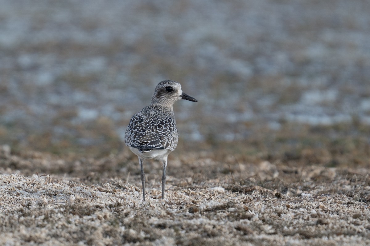 Black-bellied Plover - ML609643445