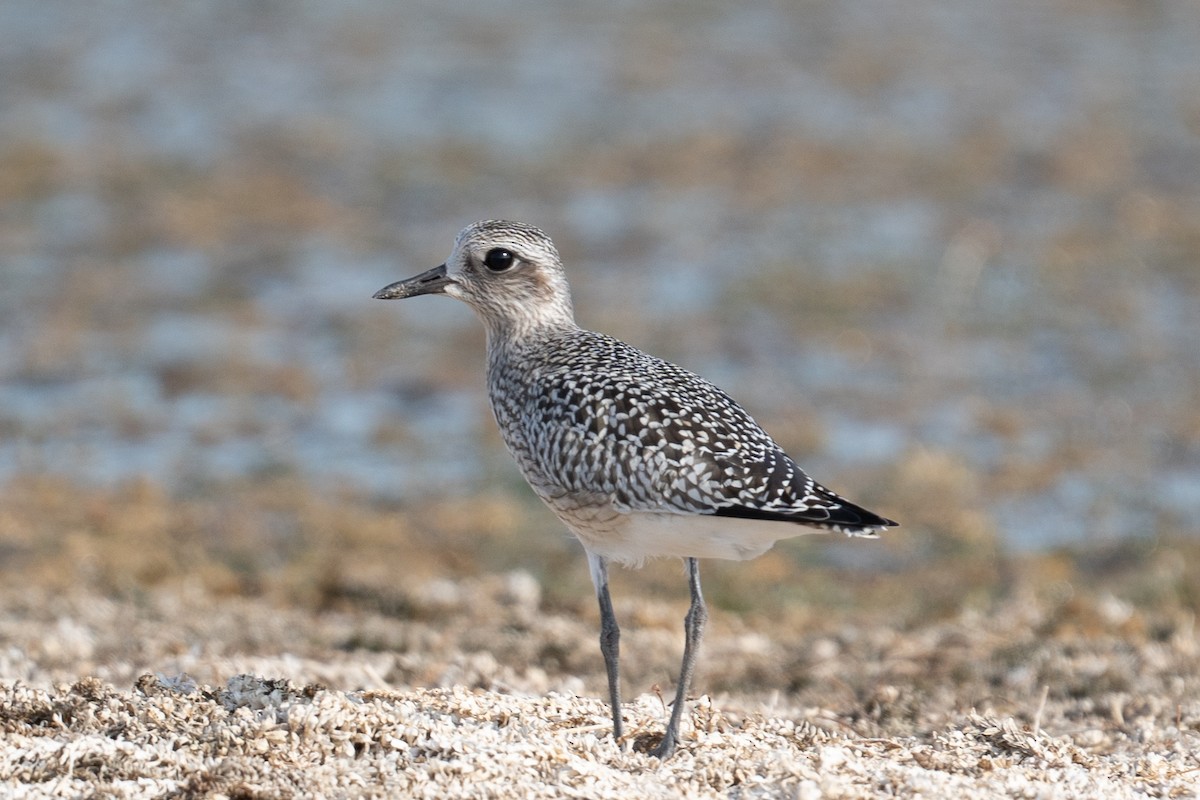 Black-bellied Plover - ML609643446