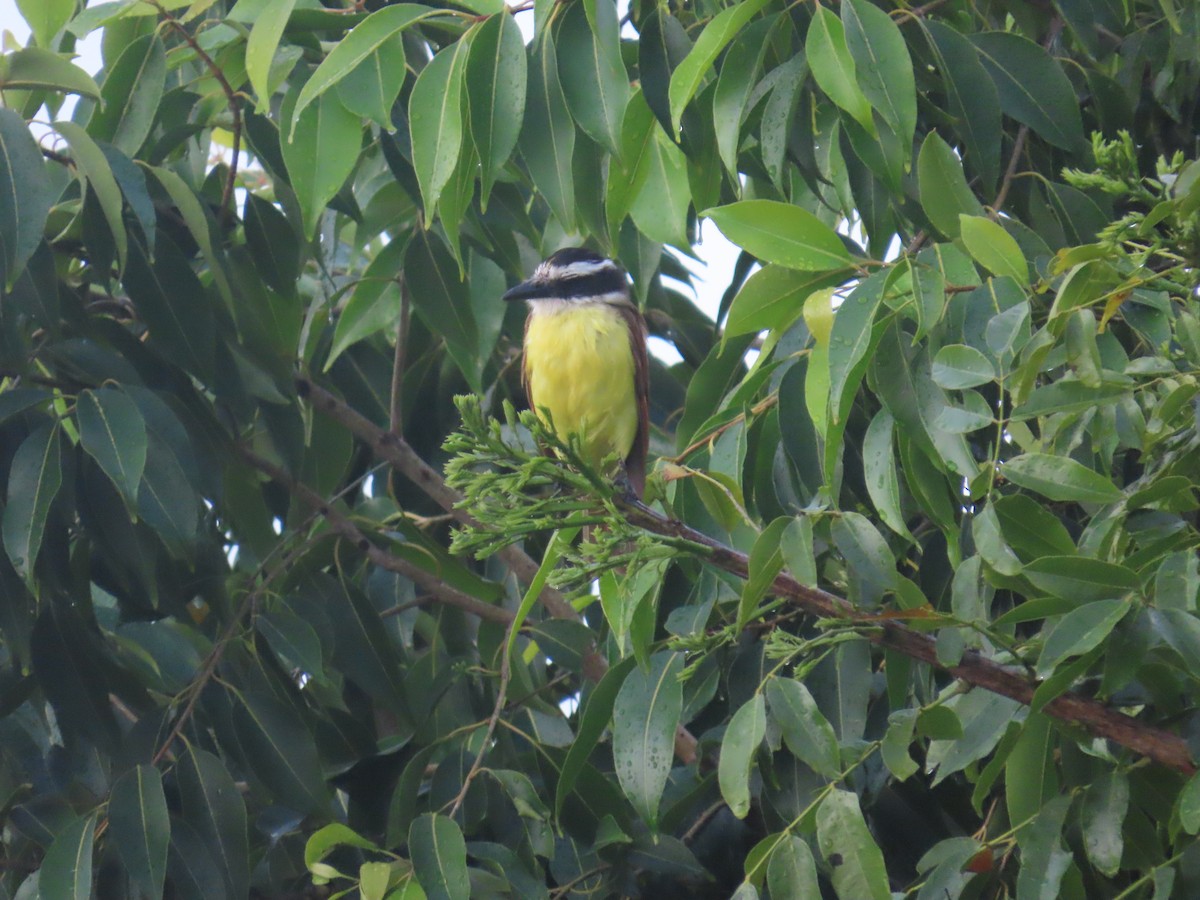 Great Kiskadee - ML609643488