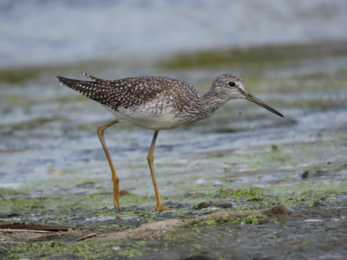 Greater Yellowlegs - ML609643619