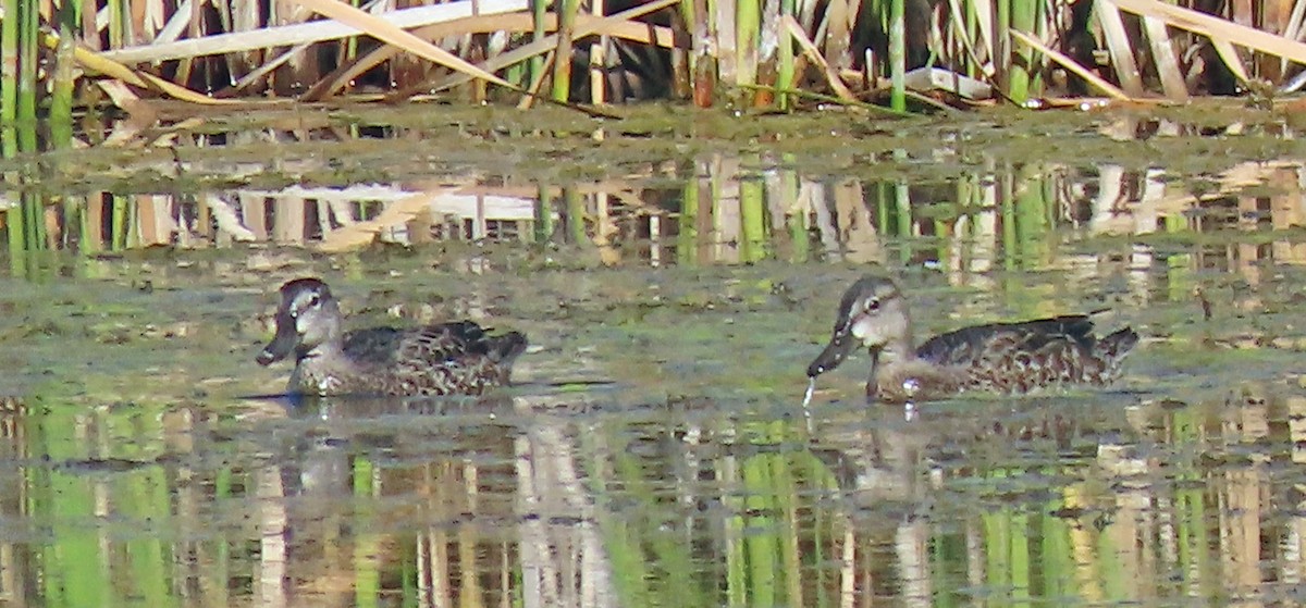 Blue-winged Teal - ML609643870