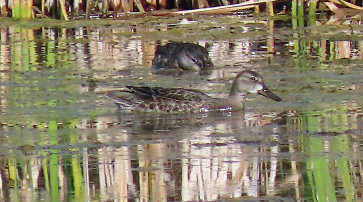 Blue-winged Teal - ML609643871