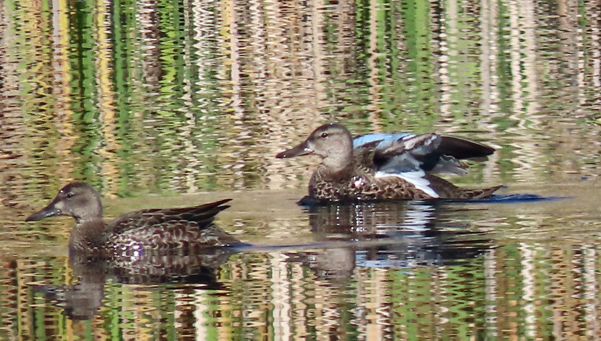 Blue-winged Teal - ML609643873