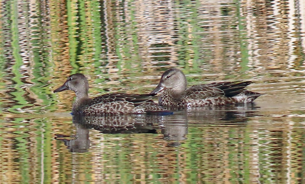 Blue-winged Teal - ML609643874