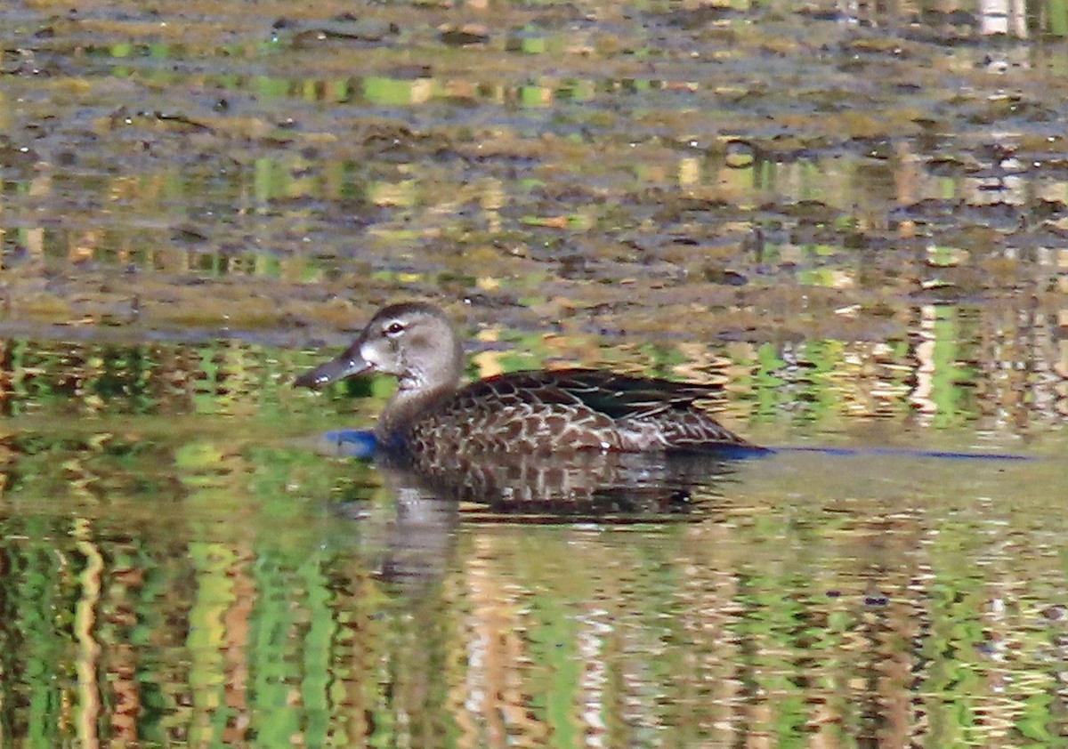 Blue-winged Teal - ML609643875