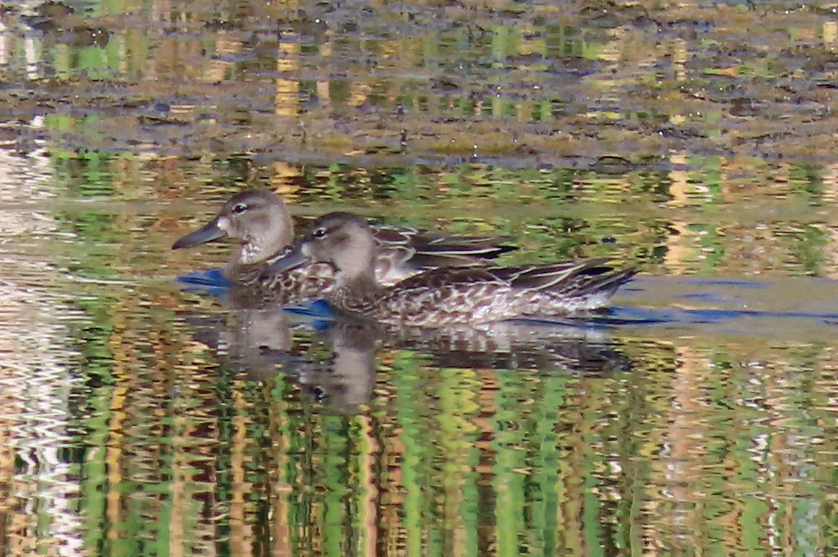 Blue-winged Teal - JoAnn Potter Riggle 🦤