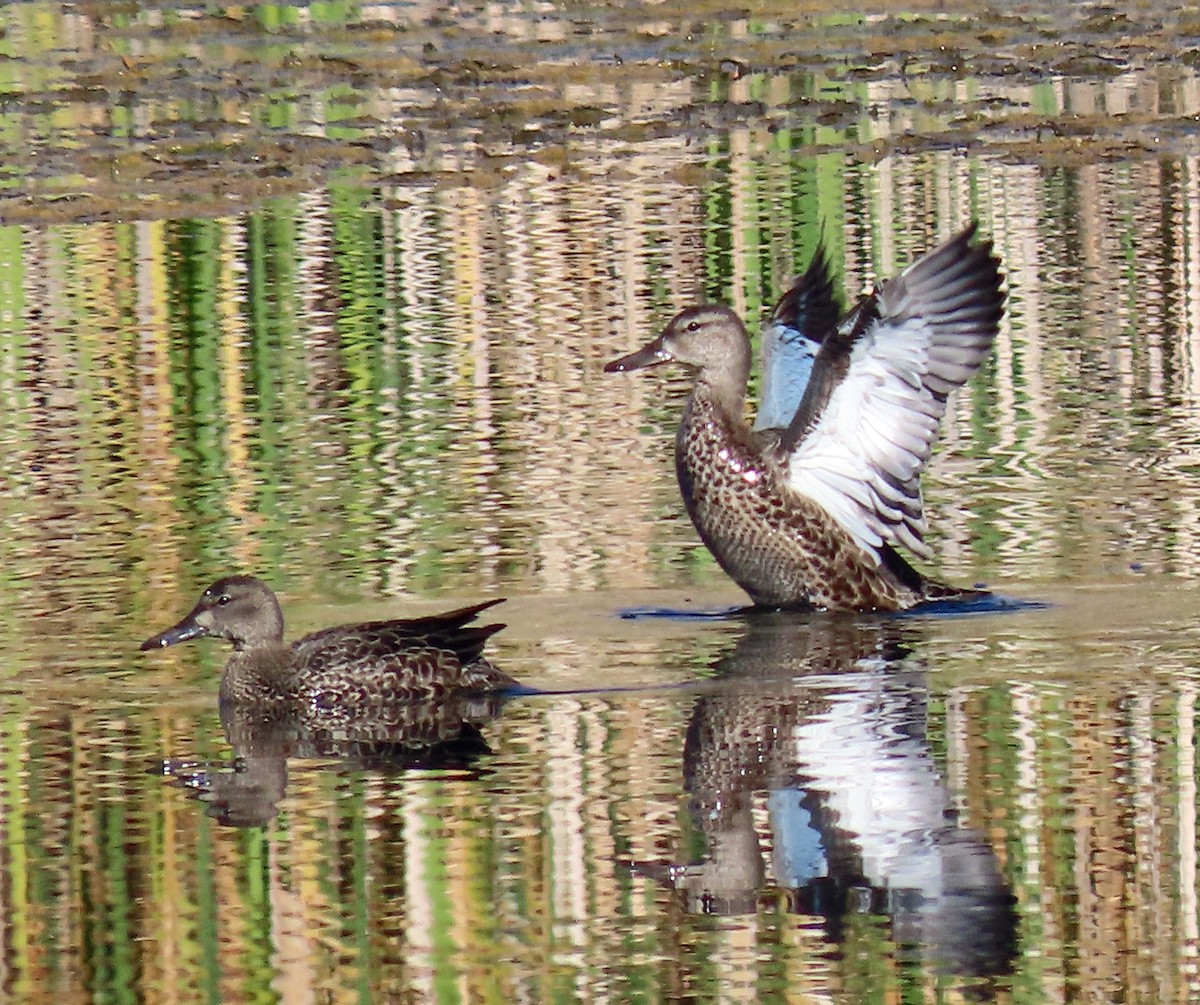 Blue-winged Teal - ML609643879
