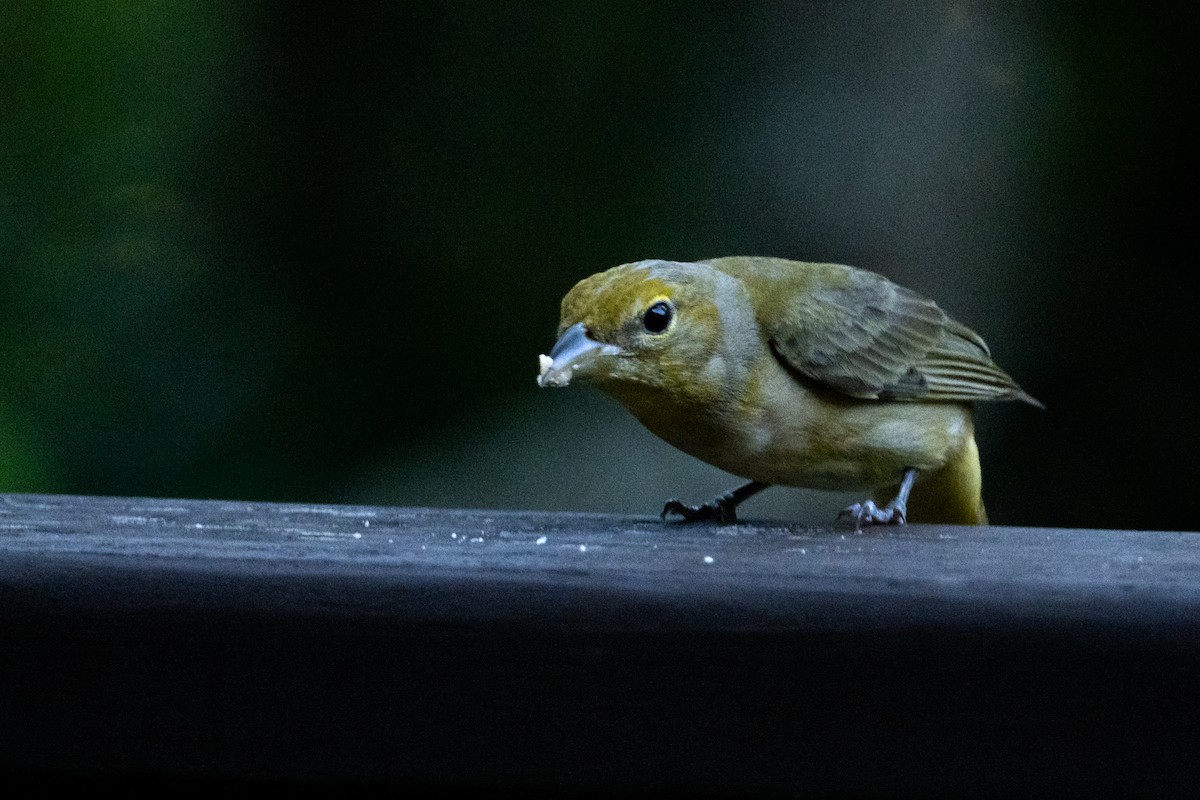 Hepatic Tanager - Suzie McCann