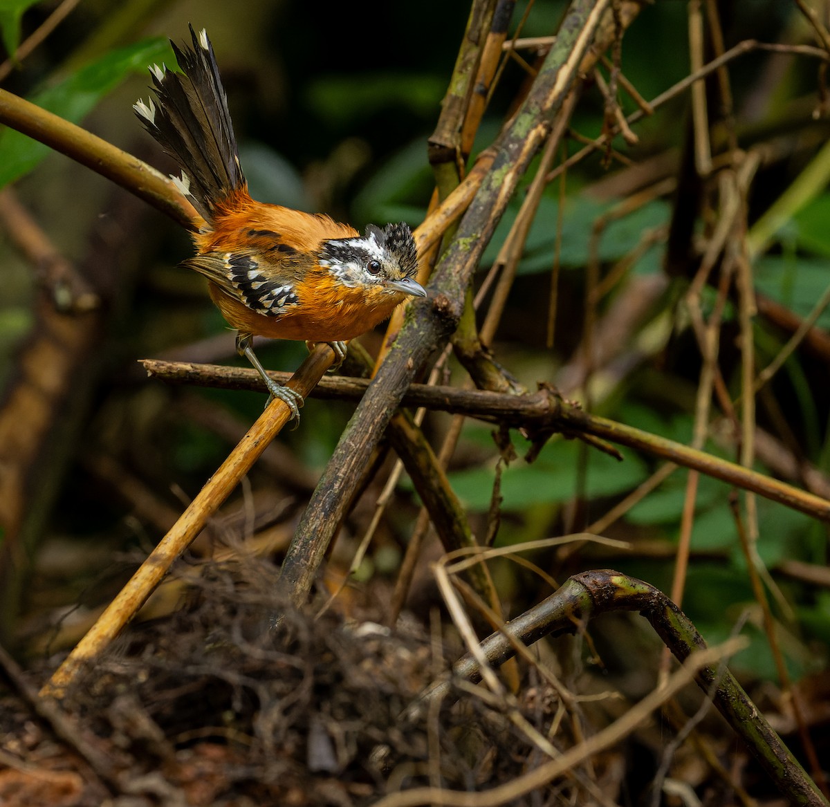 Ferruginous Antbird - ML609643919